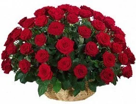 Basket with 70 red roses