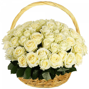 Basket of 50 white roses