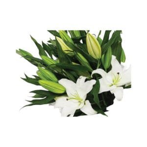 “Lilly Snow Bouquet” 6 white lilly bouquet