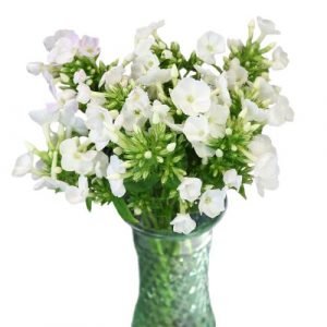 “Phlox White Bouquet” 10 white phlox bouquet in a vase