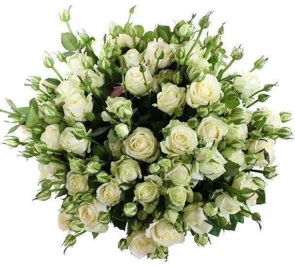 "Snowflakes" 24 white spray roses with greeneries bouquet