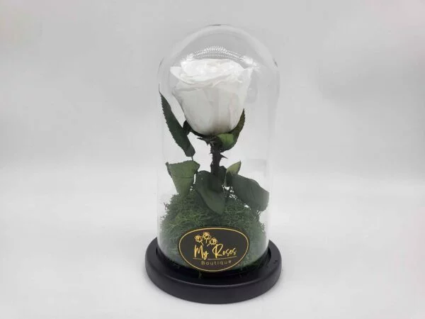 Single White Forever Rose In A Glass Dome With Black Tied Ribbon