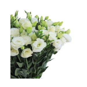 A Bunch of White Eustoma Bouquet