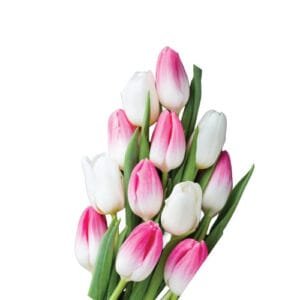 25 Pink Tulips Bouquet