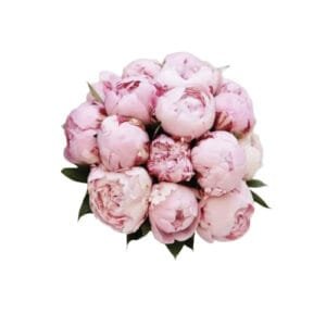 Bouquet of 12 Pink Peonies