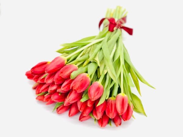 13 Red Tulips