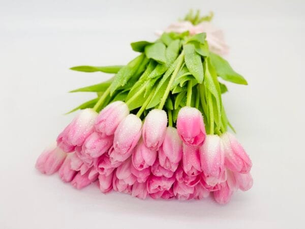 13 Pink Tulips