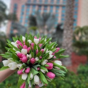 51 Pink & White Tulips