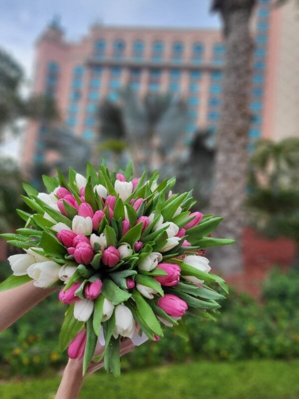 51 Pink & White Tulips