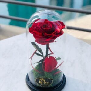 Single Red Forever Rose Medium