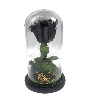 Preserved Flowers