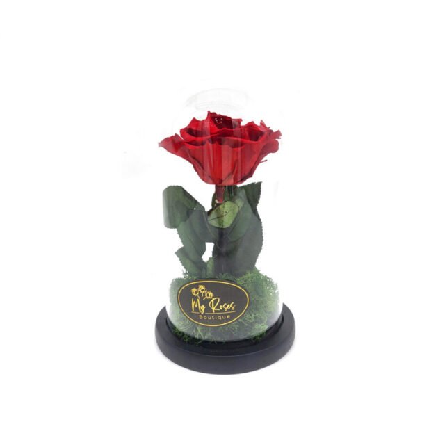 Single Red Forever Rose (Medium)