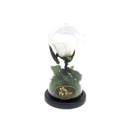 Single White Forever Rose (Small)