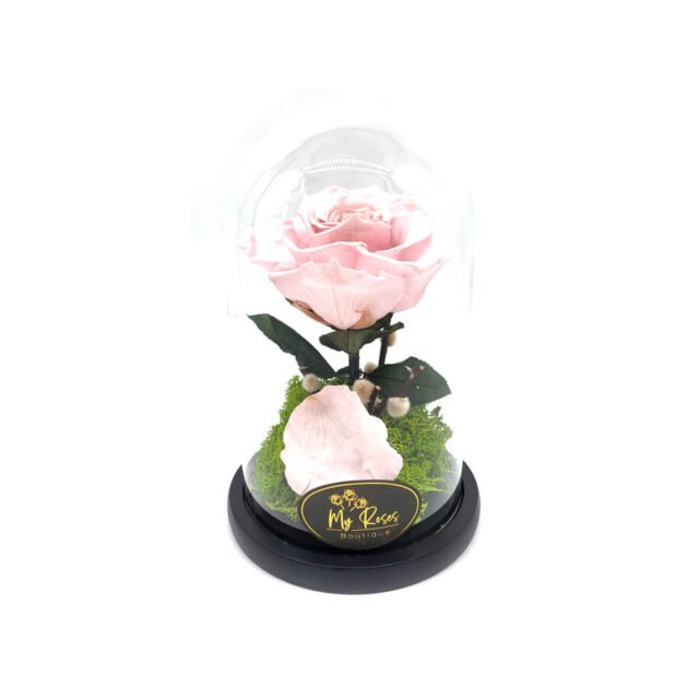 Single light Pink Forever Rose (Small)